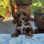 Photo of Shadow Mountain Labradoodles