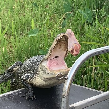Ultimate Swamp Adventures - Tours Near Me - Westwego, Louisiana Ultimate Swamp Adventures - Tours Near Me - Westwego, Louisiana