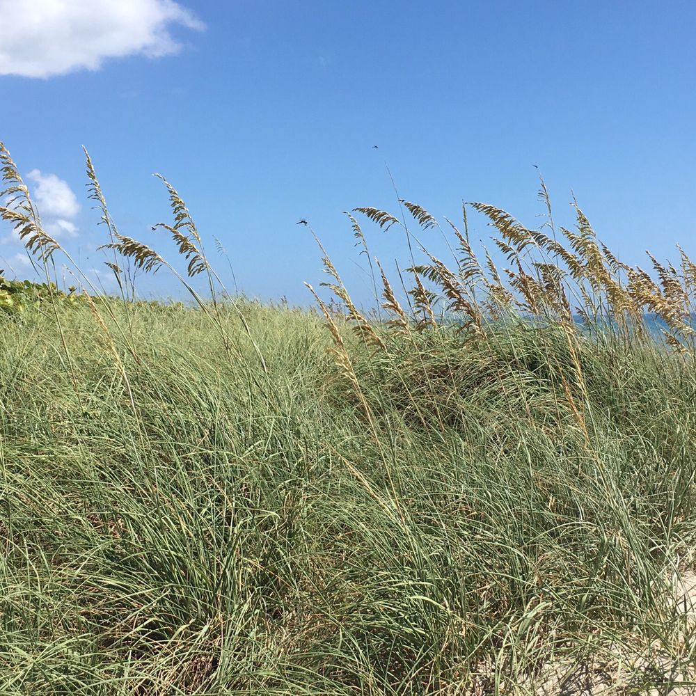 Jensen Beach - Beaches Near Me - Jensen Beach, Florida Jensen Beach - Beaches Near Me - Jensen Beach, Florida
