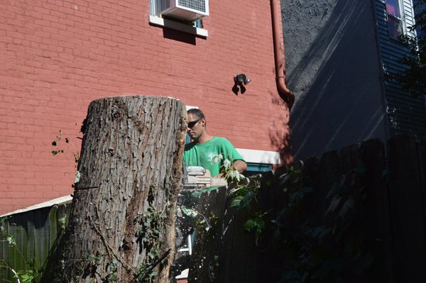 PERU TREE SERVICE - Updated June 2026 - 35 Photos - 8999 Princeton ...