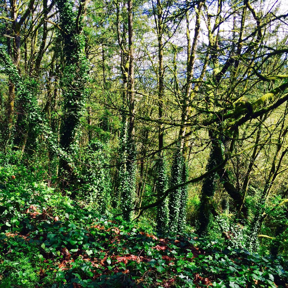 Treehouse Apartments - Beautiful trails - Apartments Near Me - Portland, Oregon Treehouse Apartments - Beautiful trails - Apartments Near Me - Portland, Oregon