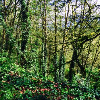 Treehouse Apartments - Beautiful trails - Apartments Near Me - Portland, Oregon Treehouse Apartments - Beautiful trails - Apartments Near Me - Portland, Oregon
