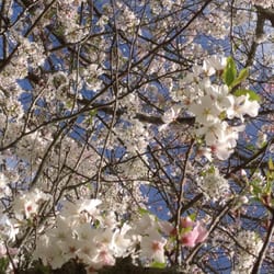 Cherry blossom trail