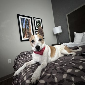 La Quinta Inn & Suites by Wyndham Clovis CA - Chuy liked the hotel too! - Hotels Near Me - Clovis, California
