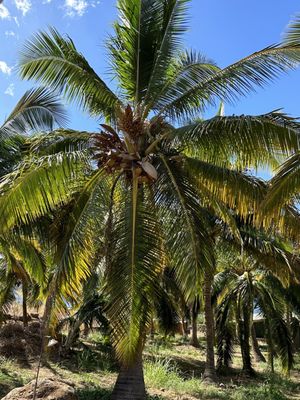 Punakea Palms by null
