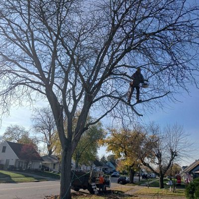 Tree Services on Yelp