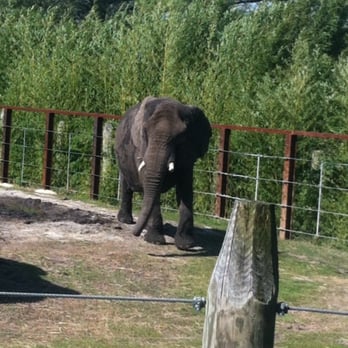Virginia Zoo - Elephant! - Zoos Near Me - Norfolk, Virginia Virginia Zoo - Elephant! - Zoos Near Me - Norfolk, Virginia