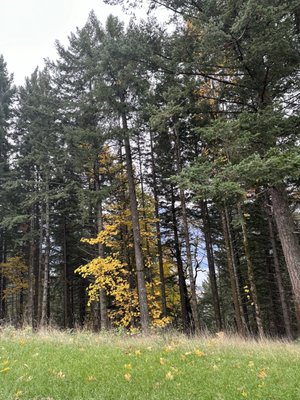 Tenzen Springs & Cabins by null