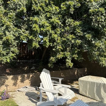 Edmar Tree Service & Landscaping - Before (overgrown tree, tons of leaves) - Landscaping Near Me Edmar Tree Service & Landscaping - Before (overgrown tree, tons of leaves) - Landscaping Near Me