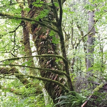 Twin Falls Trailhead - Green everywhere. - Hiking Near Me - North Bend, Washington Twin Falls Trailhead - Green everywhere. - Hiking Near Me - North Bend, Washington