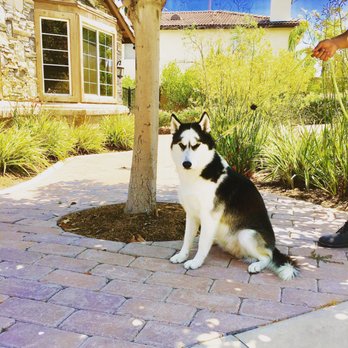 sassy paws pet salon