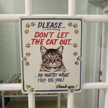 Catnip Cat Cafe - Be careful as you leave, kitties on the prowl - Pet Adoption Near Me - Norfolk, Virginia