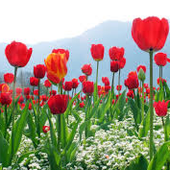 Heemskerk Accounting - Financial Advising Near Me - Vernon, British Columbia Heemskerk Accounting - Financial Advising Near Me - Vernon, British Columbia