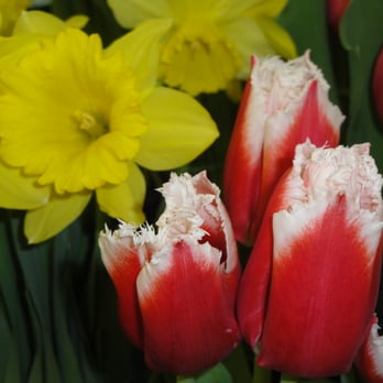 Dekalb Produce - Easter Flowers - Fruits & Veggies Near Me - Blue Bell, Pennsylvania Dekalb Produce - Easter Flowers - Fruits & Veggies Near Me - Blue Bell, Pennsylvania