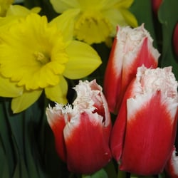 Dekalb Produce - Easter Flowers