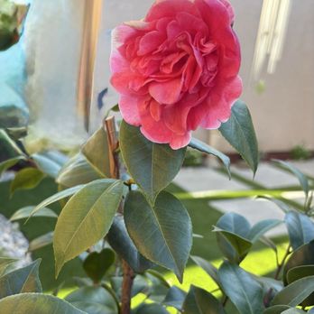 Swift Creations Turf and Landscaping - My first bloom - Artificial Turf Near Me