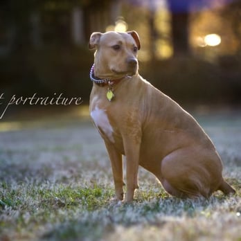 Seinen Photography - Fun pet sessions in the park, our studio or at your place. - Photographers Near Me - Atlanta, Georgia Seinen Photography - Fun pet sessions in the park, our studio or at your place. - Photographers Near Me - Atlanta, Georgia