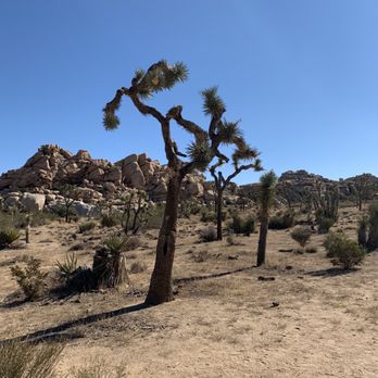Barker Dam Trail - Hiking Near Me - Joshua Tree, California