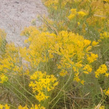 Ute Valley Park - Pretty flowers - Parks Near Me - Colorado Springs, Colorado Ute Valley Park - Pretty flowers - Parks Near Me - Colorado Springs, Colorado