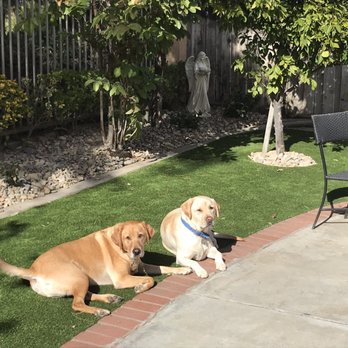 ProGreen Socal - So much better than the mud they would have been sitting in! - Artificial Turf Near Me - Murrieta, California