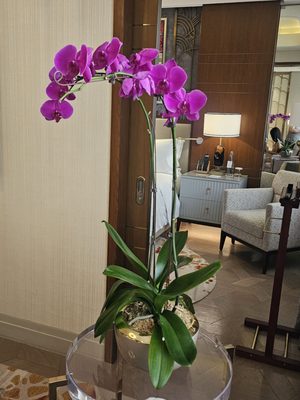 Admiral Hotel Manila - MGallery Collection by null