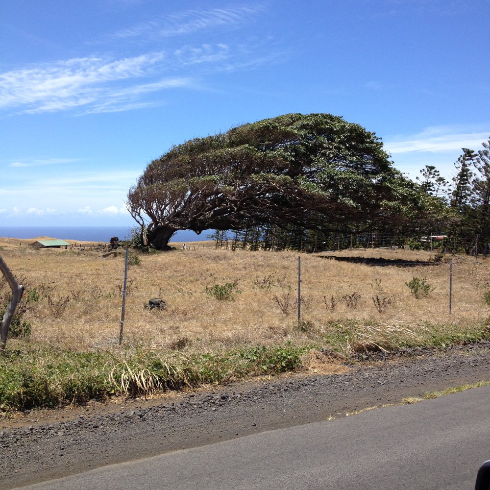 Ka Lae - the wind blows constantly so much so the tree is shaped by it - Beaches Near Me - Ka Lae, Hawaii