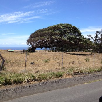Ka Lae - the wind blows constantly so much so the tree is shaped by it - Beaches Near Me - Ka Lae, Hawaii