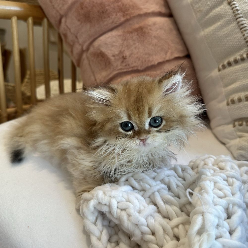 Kitten Cuddle Corner - Pet Breeders Near Me Kitten Cuddle Corner - Pet Breeders Near Me