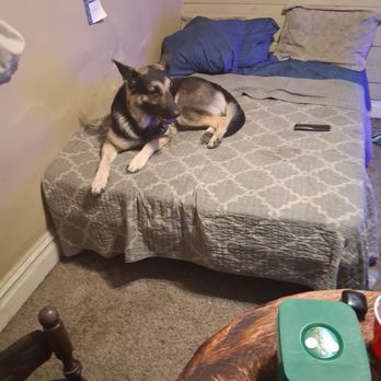 Char Will's German Shepherd Rescue - This is King the Father - Animal Shelters Near Me - New Ringgold, Pennsylvania Char Will's German Shepherd Rescue - This is King the Father - Animal Shelters Near Me - New Ringgold, Pennsylvania