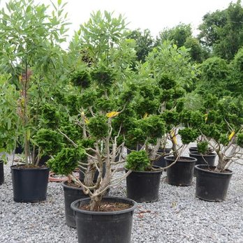 Edwards Nursery - Edwards Nursery - Nurseries & Gardening Near Me - Paducah, Kentucky Edwards Nursery - Edwards Nursery - Nurseries & Gardening Near Me - Paducah, Kentucky