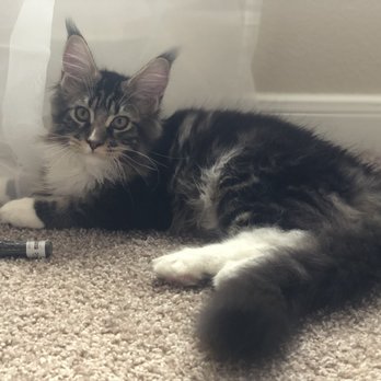 Majestic Maine Coons - Pet Breeders Near Me - Cedar Hill, Texas Majestic Maine Coons - Pet Breeders Near Me - Cedar Hill, Texas