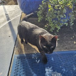 Lamb's Yacht Center - Kitty Security