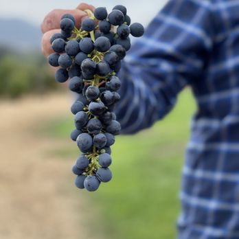Compris Vineyard - a man holding a bunch of grapes - Wineries Near Me - Newberg, Oregon Compris Vineyard - a man holding a bunch of grapes - Wineries Near Me - Newberg, Oregon