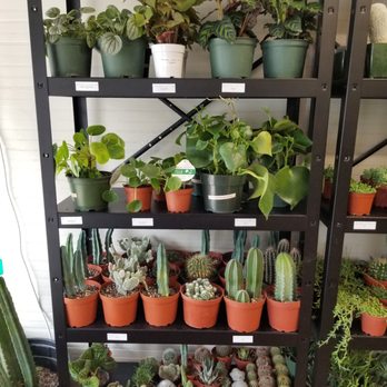 Burgeon Plant - Nurseries & Gardening Near Me - San Antonio, Texas Burgeon Plant - Nurseries & Gardening Near Me - San Antonio, Texas