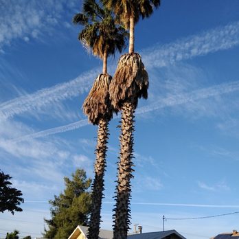 Edward’s Lawn Care - Palm removal - Lawn Services Near Me - Avenal, California Edward’s Lawn Care - Palm removal - Lawn Services Near Me - Avenal, California