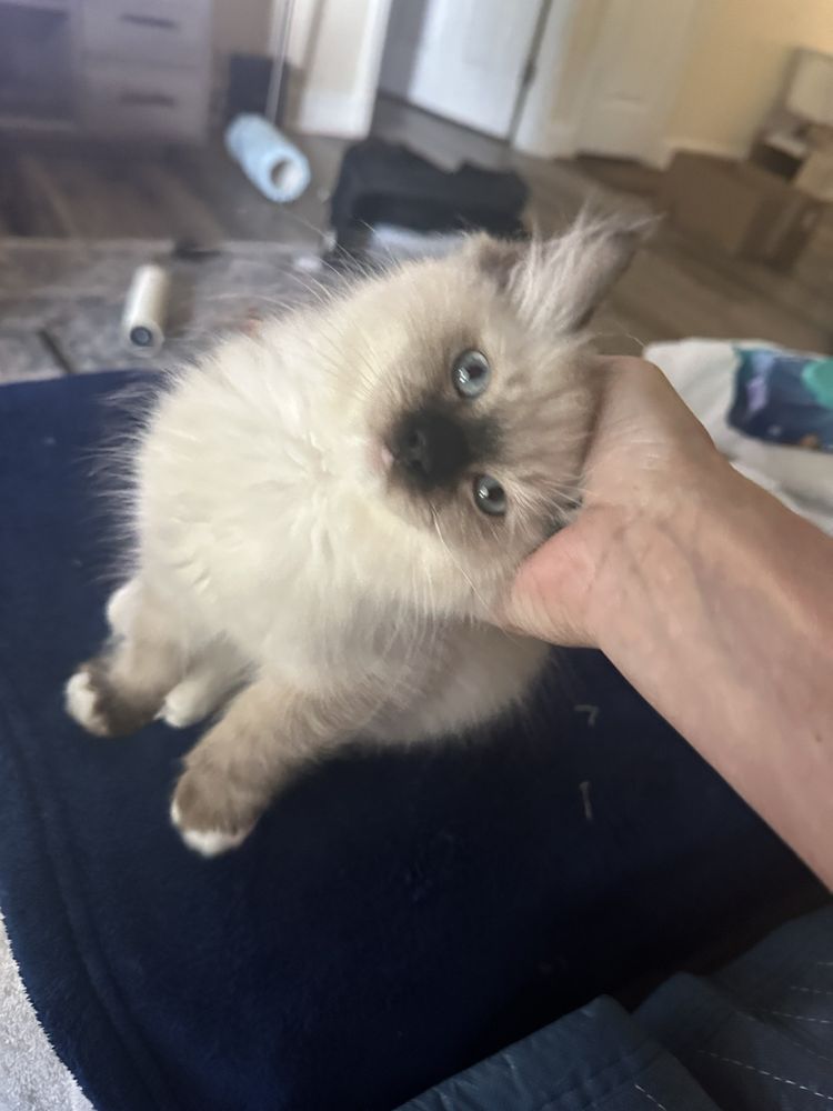 All Cats Healthcare Clinic Image