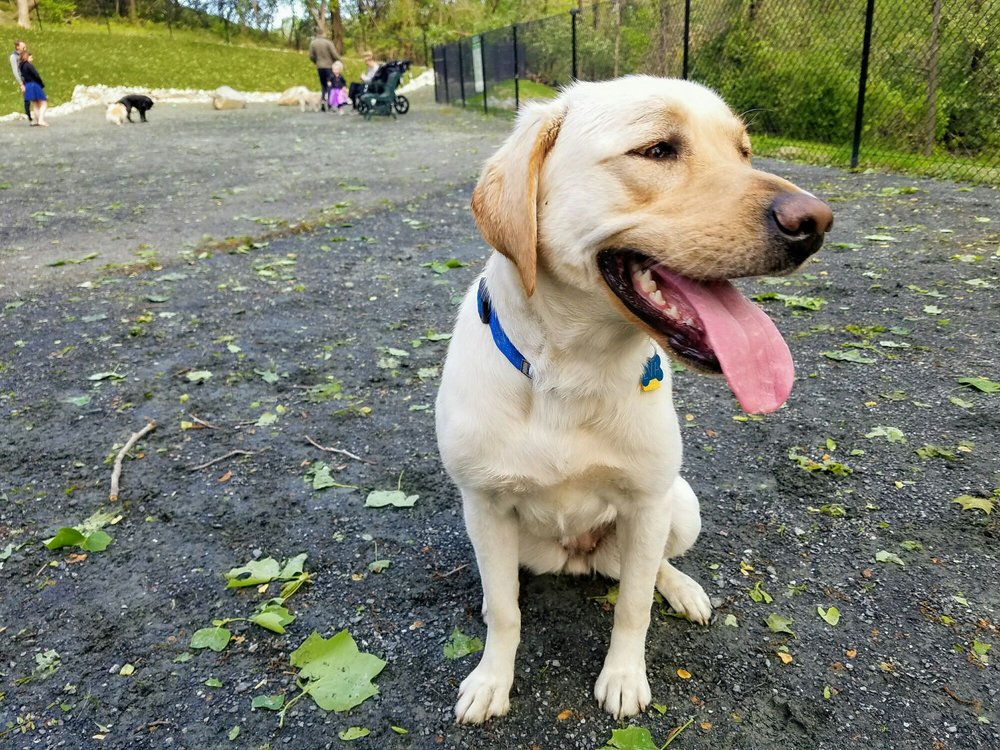 Takoma Park Dog Park