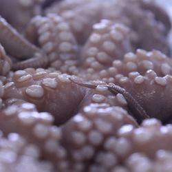 Wabash Seafood Company - Mediterranean Baby Octopus