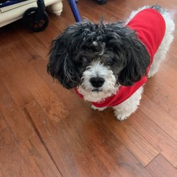 Precious Pets - Maddie