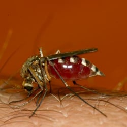 Marin Sonoma Mosquito & Vector Control District