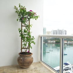 Alton Road Nurseries - My bougainvillea almost complete. Just needs a little miss to cover up the dirt and top of the pot. I love it.