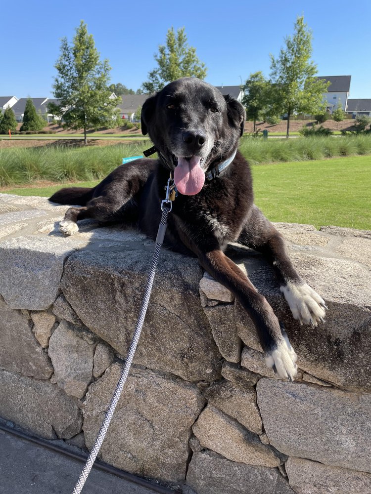 Captain and Morgan K9 Training - pet boarding facility in Raleigh, NC