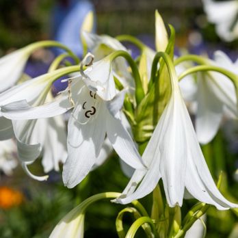 Kew Gardens - Flowers - Botanical Gardens Near Me