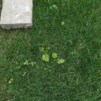TruGreen Lawn Care - Two and a half months later still weeds - Tree Services Near Me - Johnstown, Pennsylvania TruGreen Lawn Care - Two and a half months later still weeds - Tree Services Near Me - Johnstown, Pennsylvania