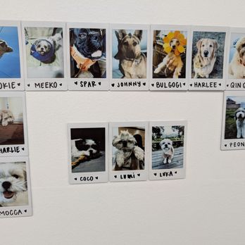 Comika Boba House - Doggy Wall of Fame - Bubble Tea Near Me - El Monte, California