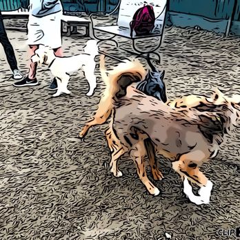 McCarren Park Dog Run - Dog Parks Near Me - Brooklyn, New York McCarren Park Dog Run - Dog Parks Near Me - Brooklyn, New York