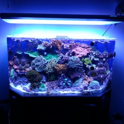 South Bay Aquaculture - 90 gallon mixed reef.