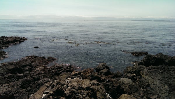 Lime Kiln Point State Park by null