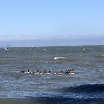 San Quentin Beach - 06/27/2020: Family of geese closer up... - Beaches Near Me - San Quentin, California