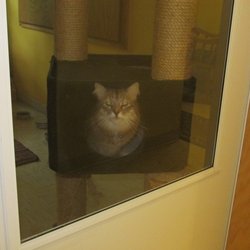 Casey's Place - Sophie in the cat tree in the Yellow Room - relaxed and right at home!